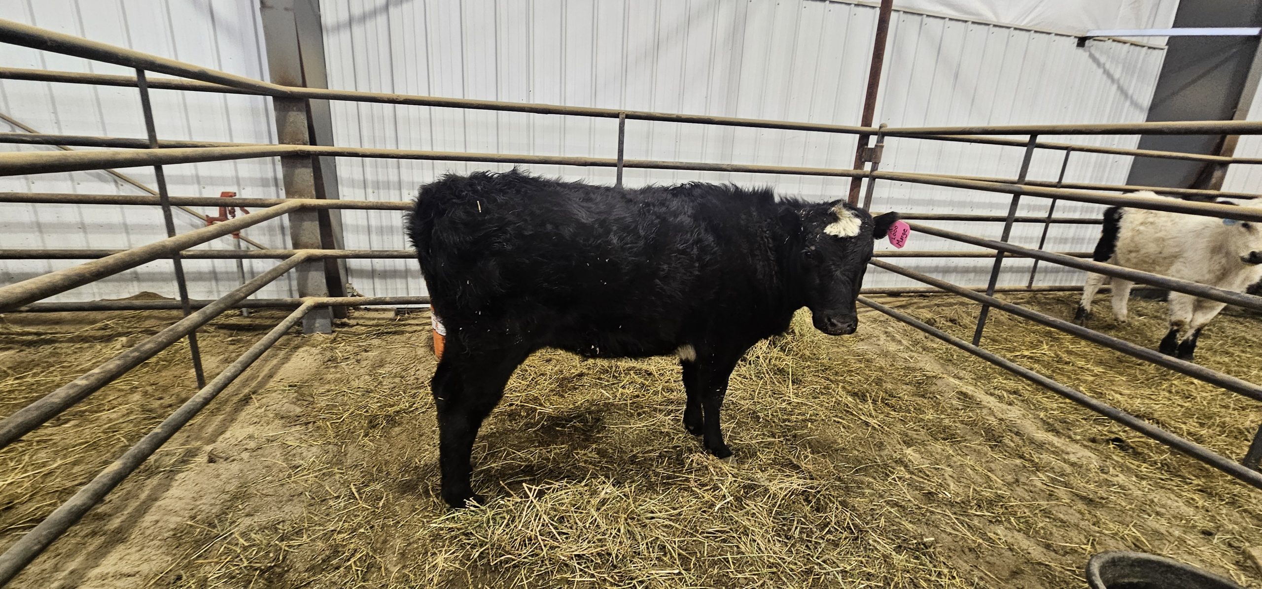 20240110 153153 Centennial Livestock Auction Co 20240110 153153 Centennial Livestock Auction Co