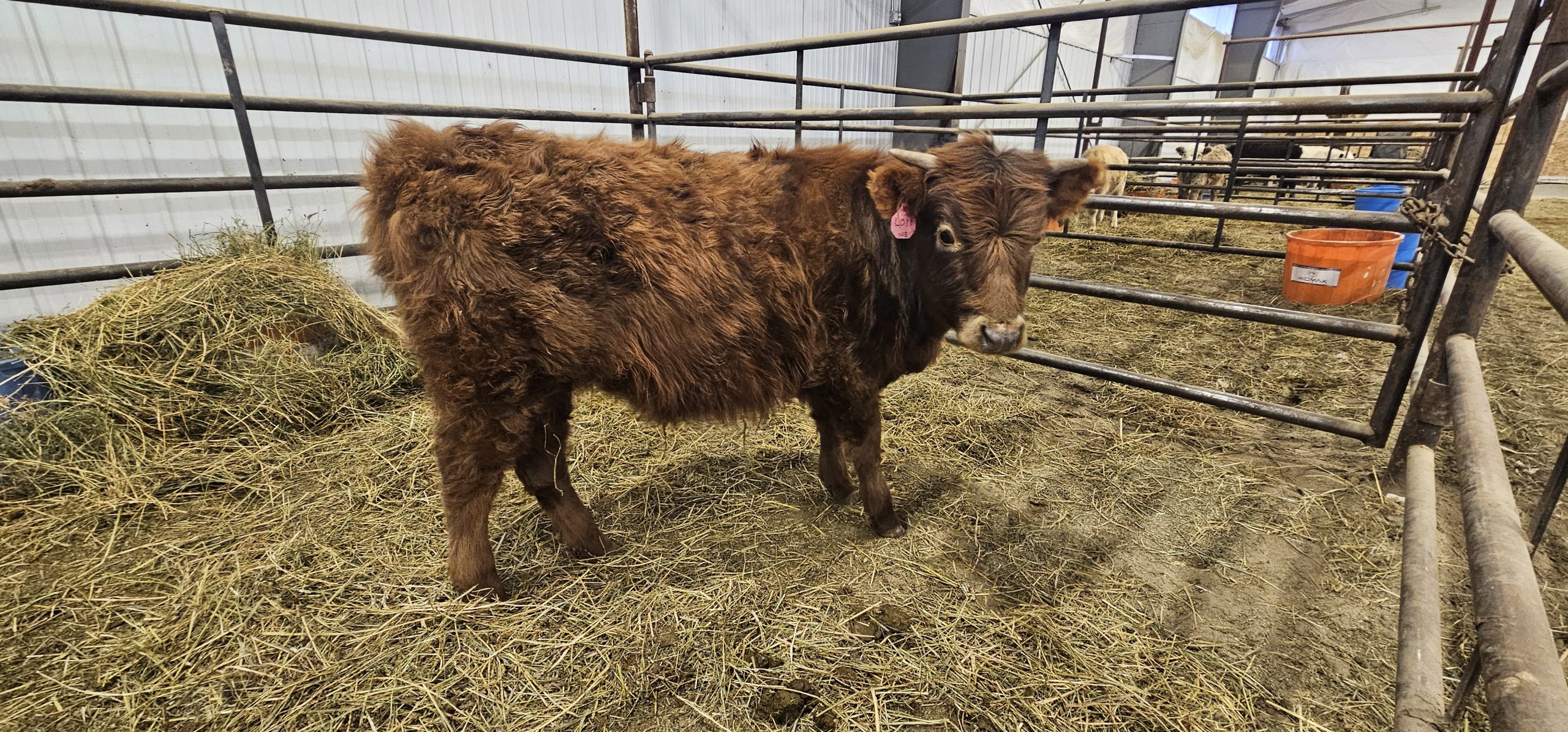 20240110 153310 Centennial Livestock Auction Co 20240110 153310 Centennial Livestock Auction Co