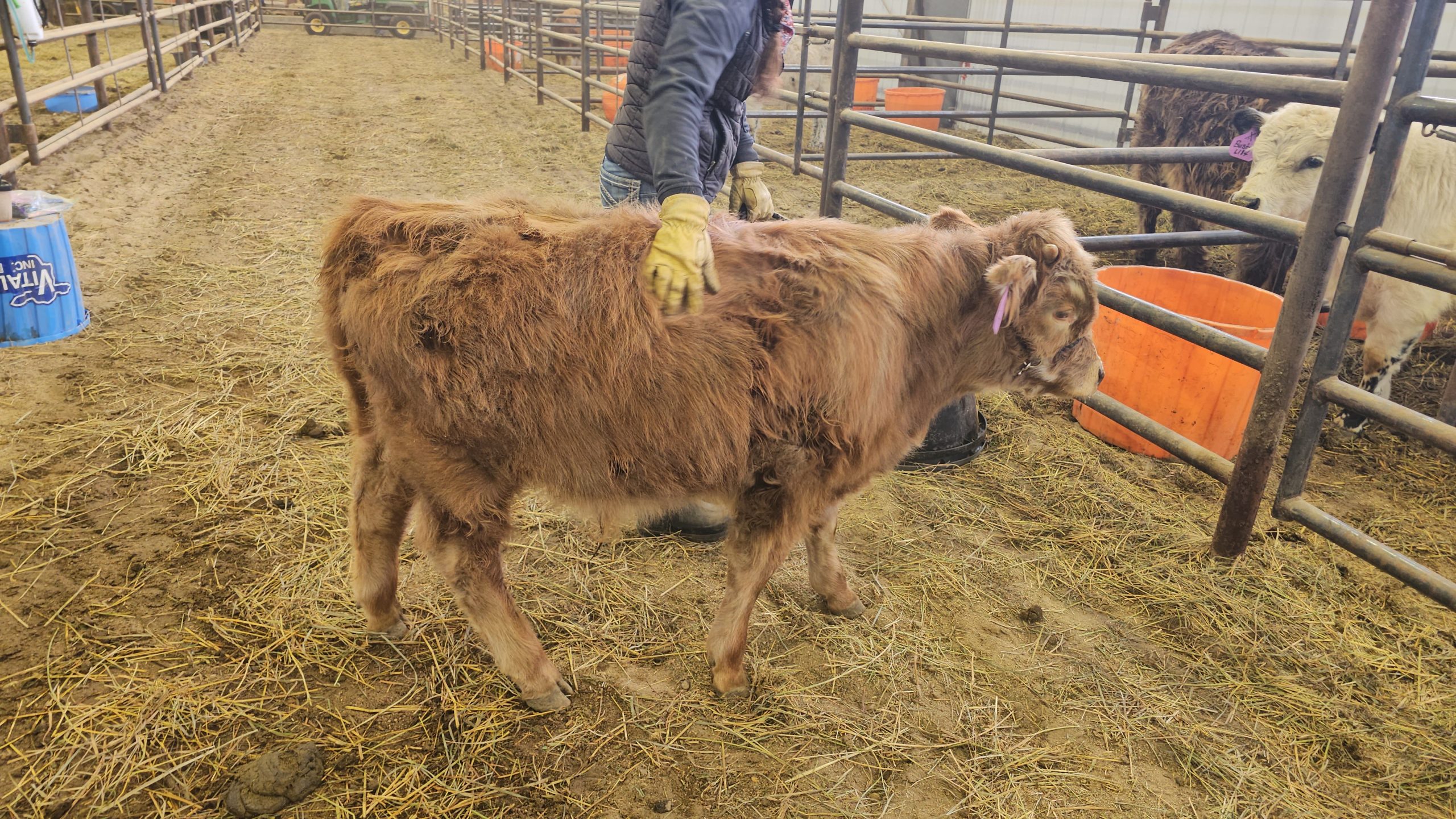 20240123_143610 Centennial Livestock Auction Co.