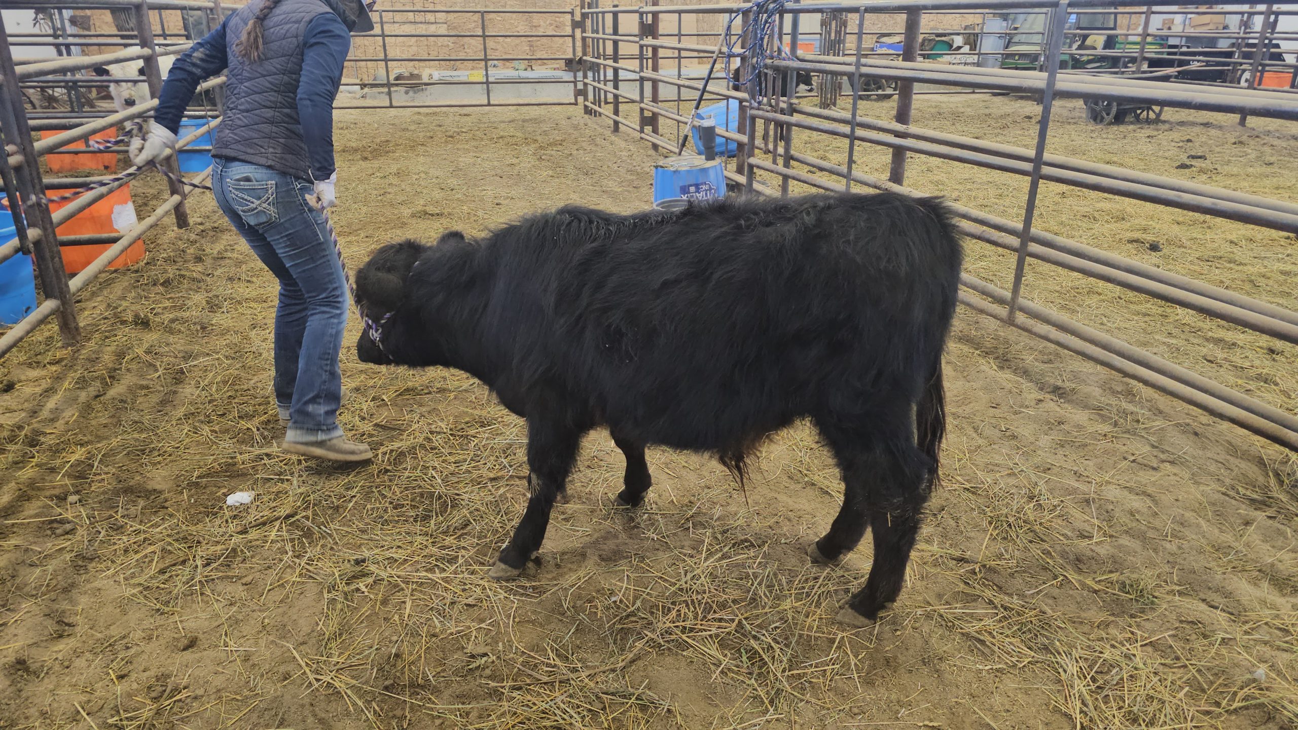 20240124 130514 Centennial Livestock Auction Co 20240124 130514 Centennial Livestock Auction Co