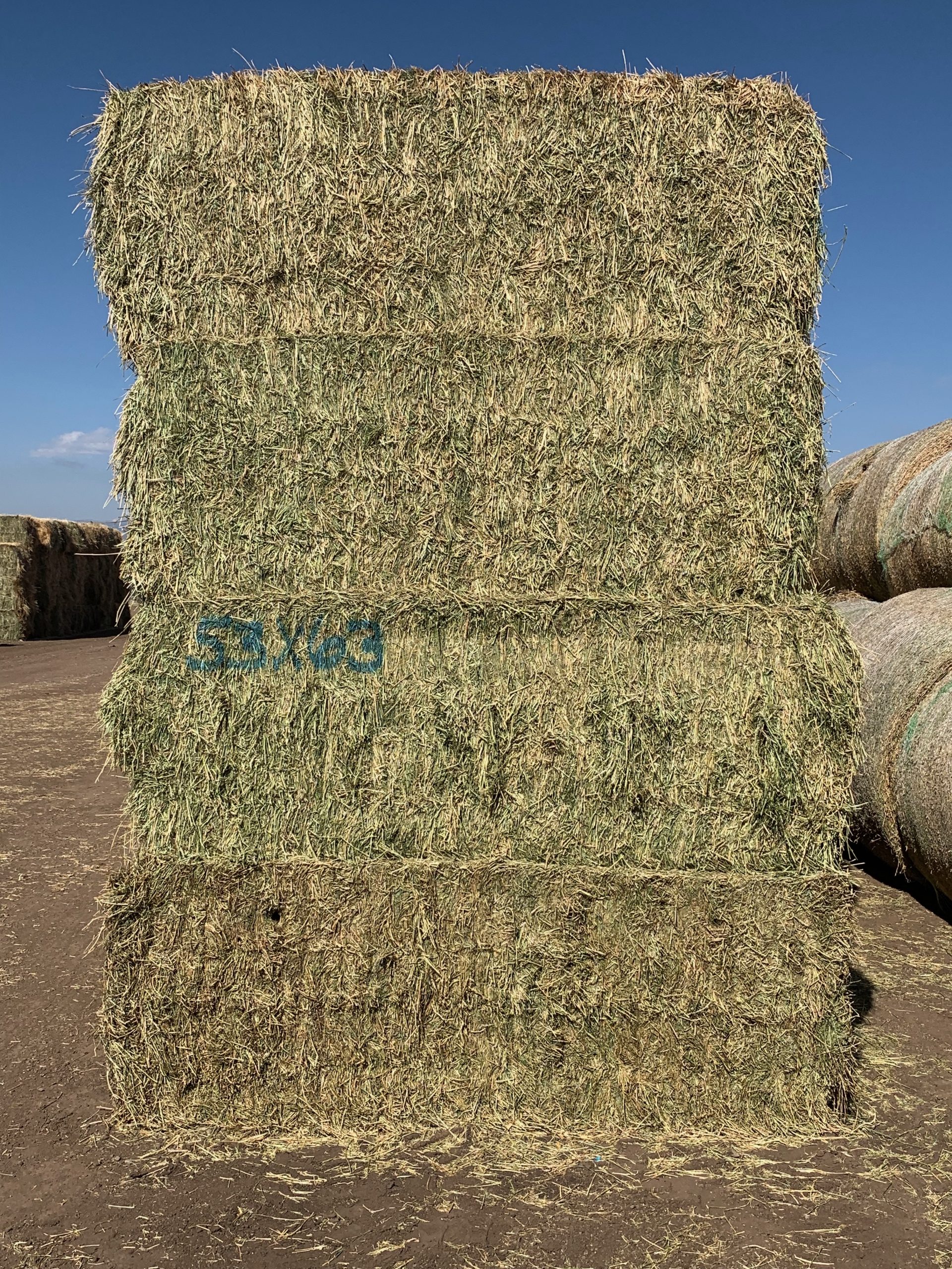 IMG_0570 Centennial Livestock Auction Co.