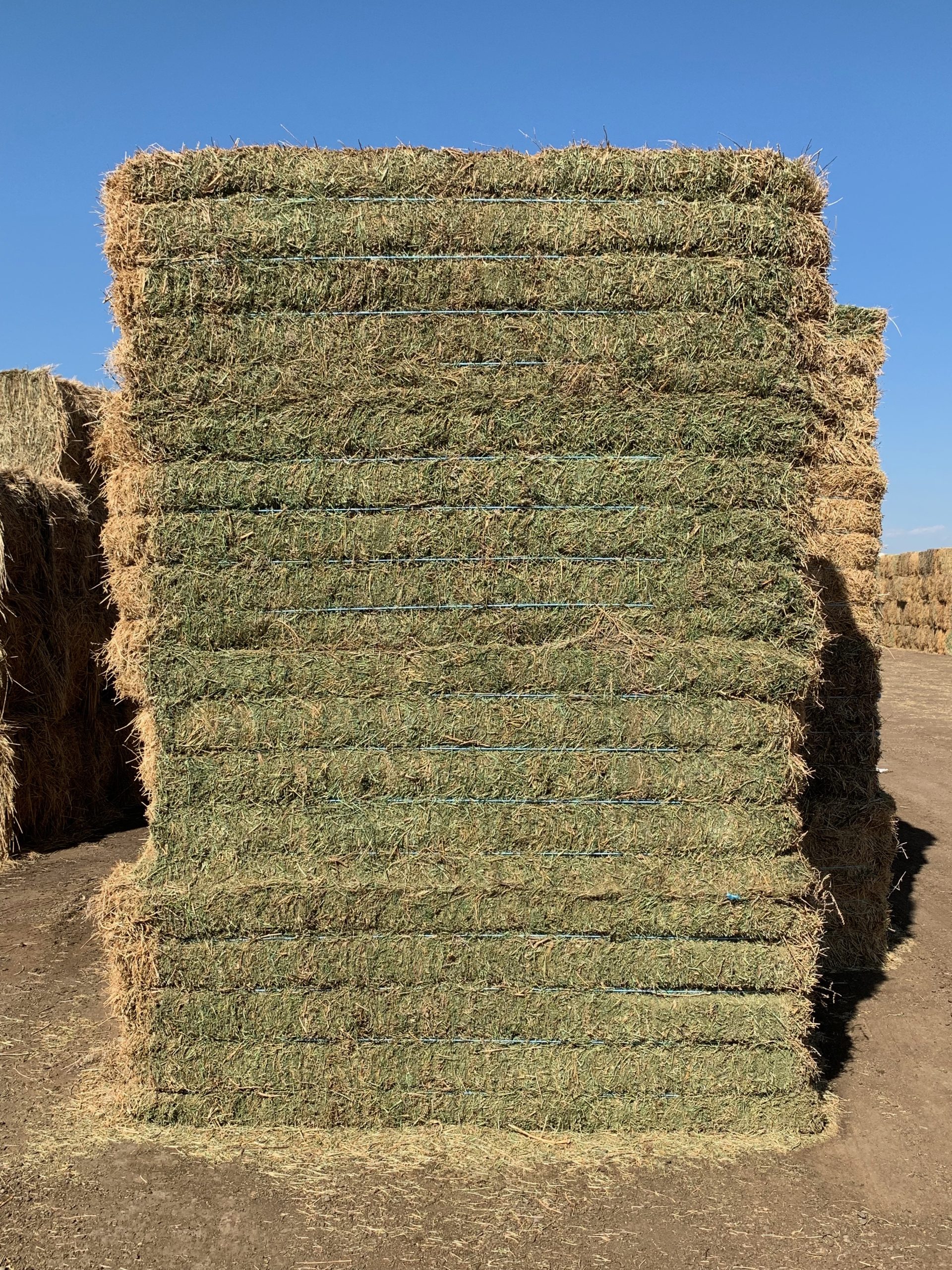 IMG_0578 Centennial Livestock Auction Co.