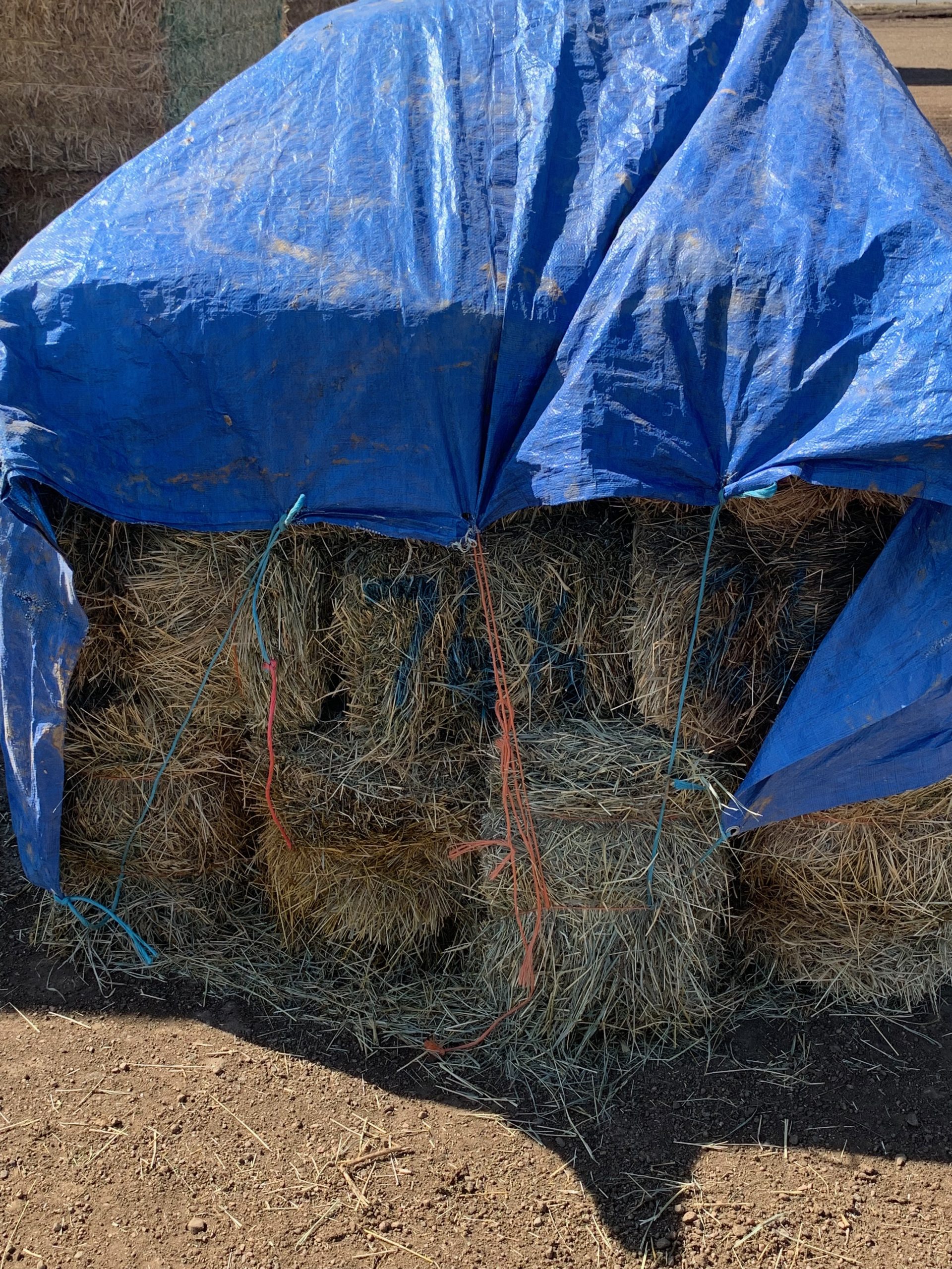IMG_0595 Centennial Livestock Auction Co.