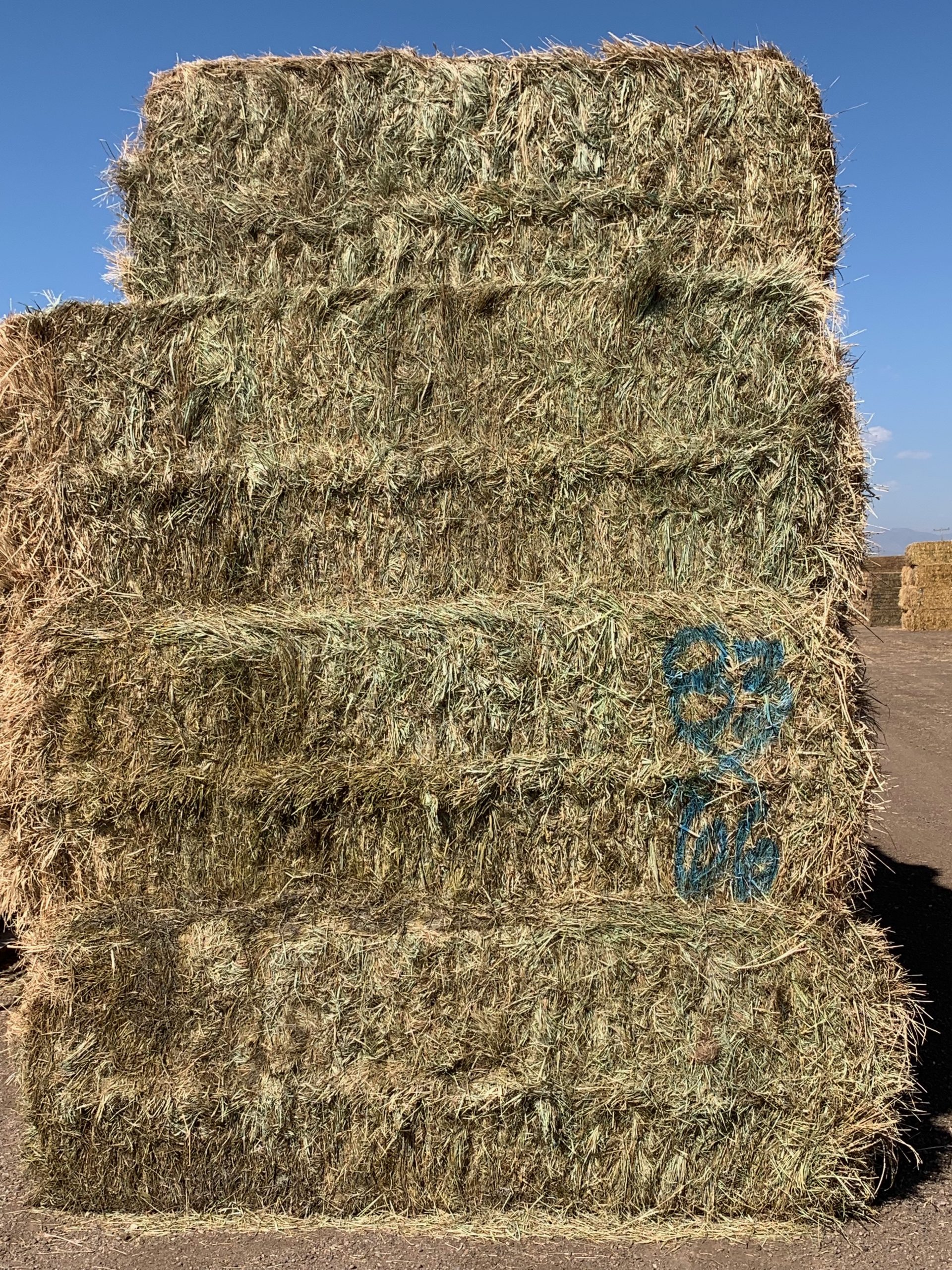 IMG_0603 Centennial Livestock Auction Co.