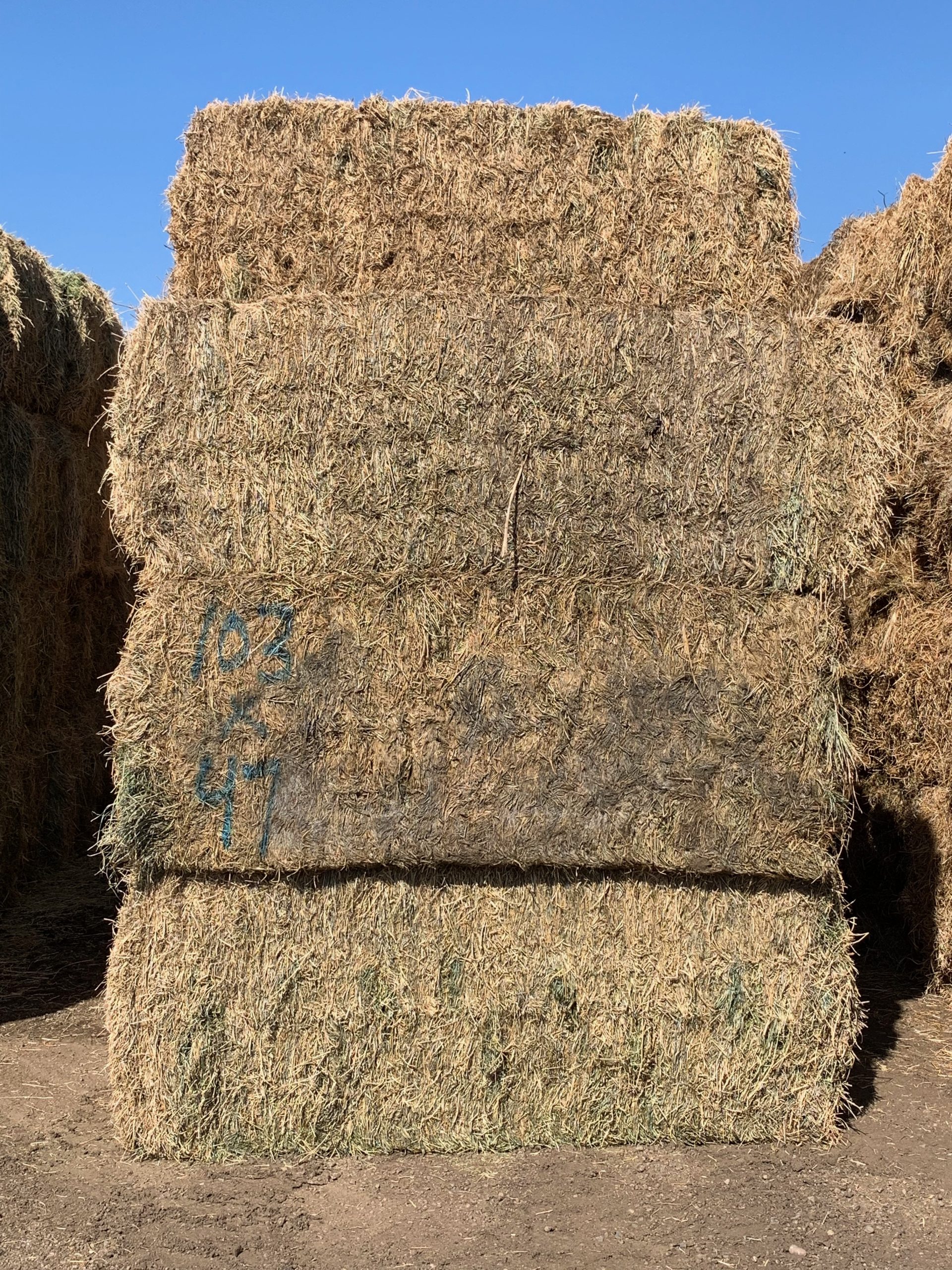 IMG_0622 Centennial Livestock Auction Co.