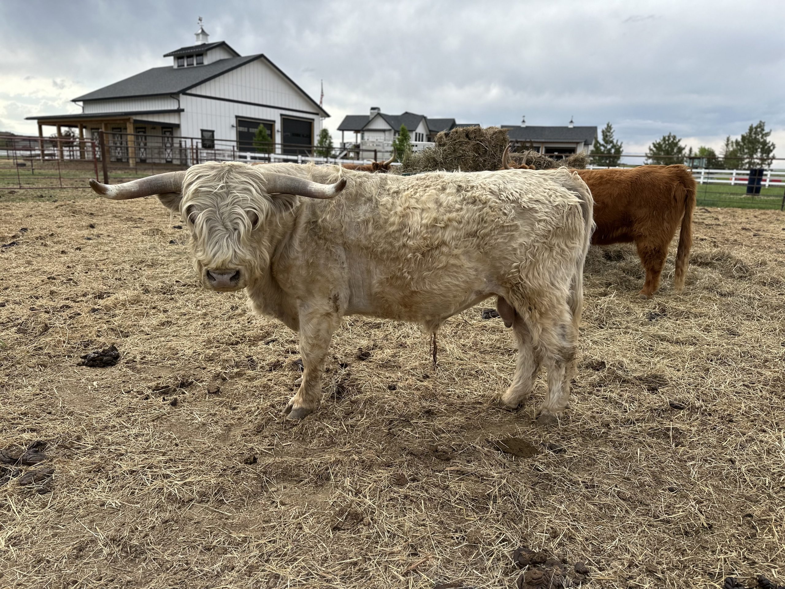 IMG 3134 Centennial Livestock Auction Co IMG 3134 Centennial Livestock Auction Co