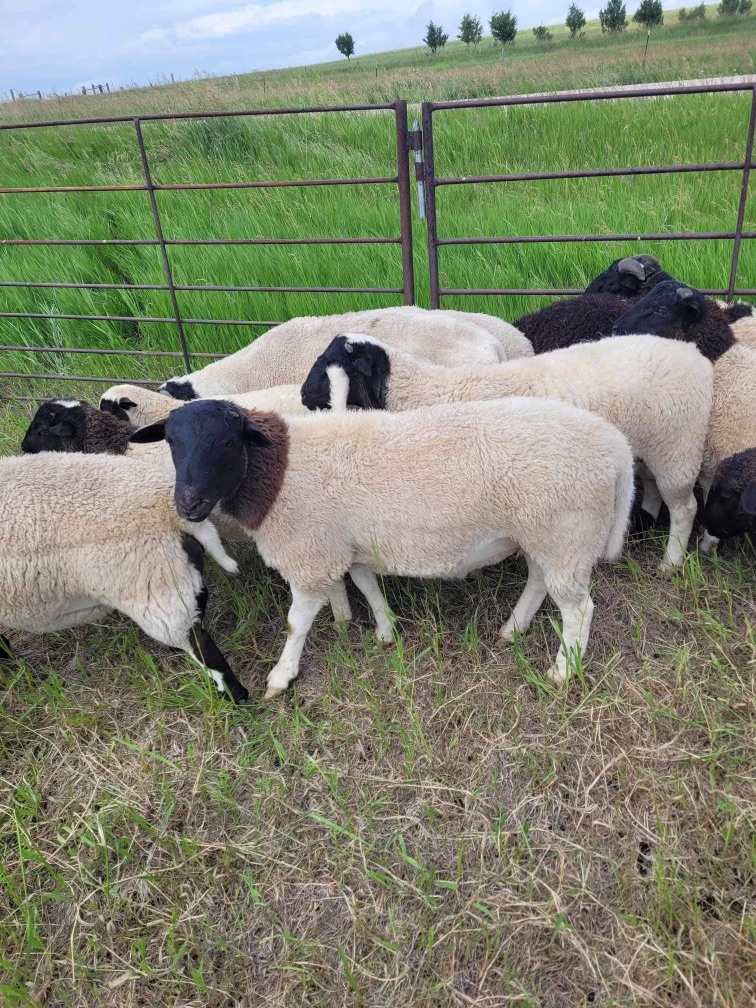 IMG 6087 Centennial Livestock Auction Co IMG 6087 Centennial Livestock Auction Co
