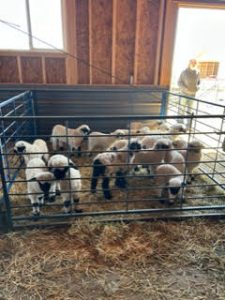 1 – Centennial Livestock Auction Co.