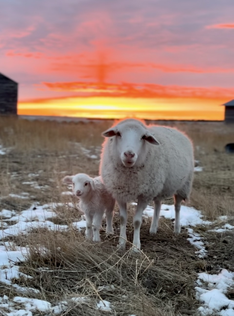 GuidedRock1 Centennial Livestock Auction Co.