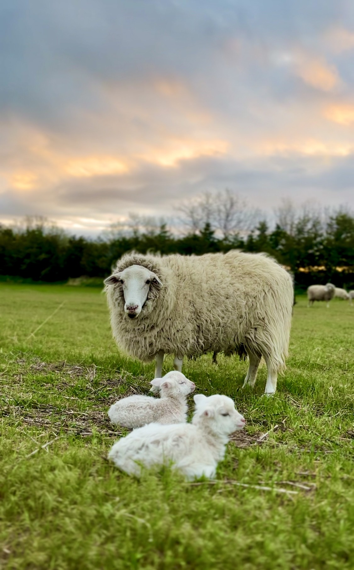 GuidedRock4 Centennial Livestock Auction Co.