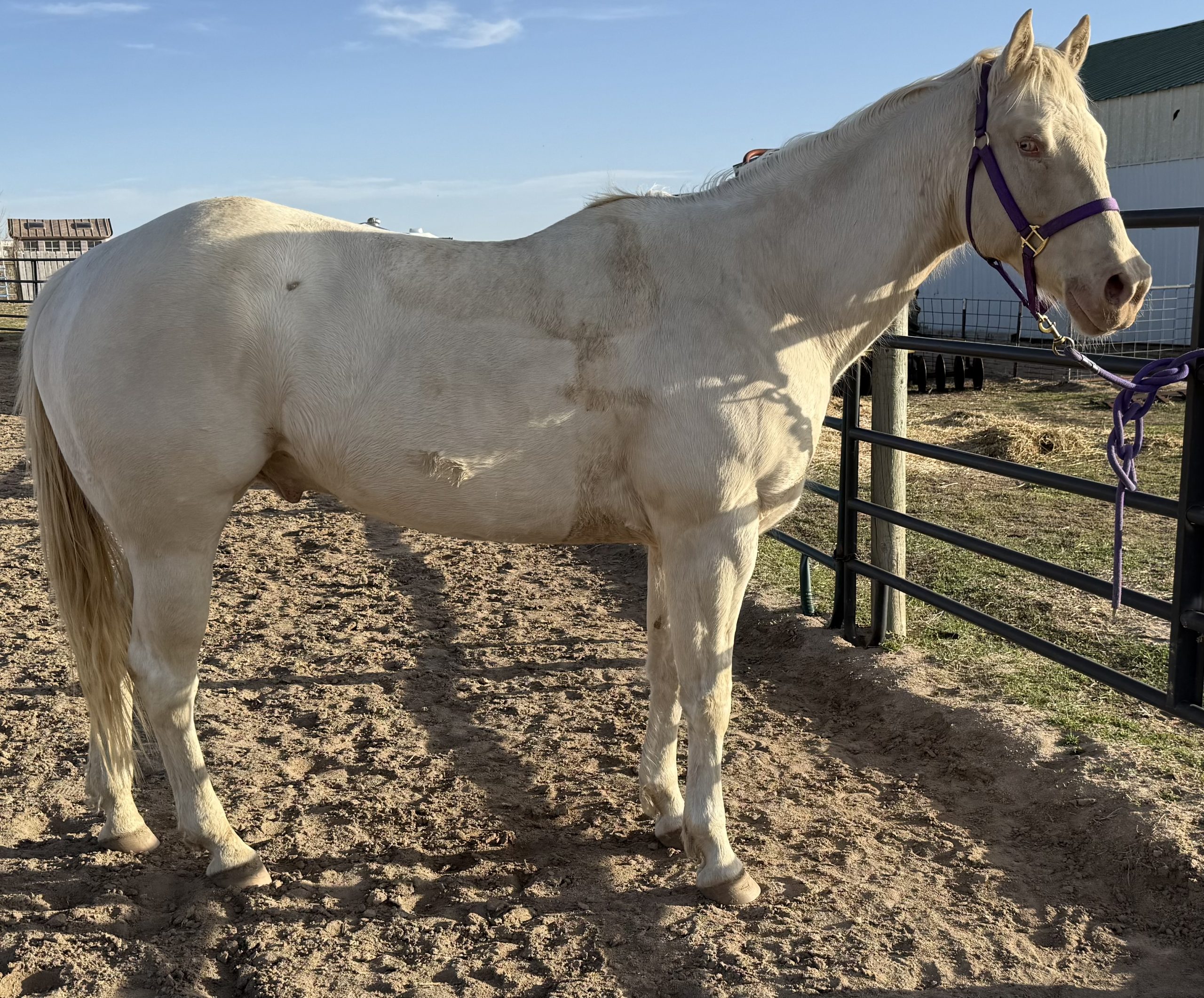 Img 6454 Centennial Livestock Auction Co